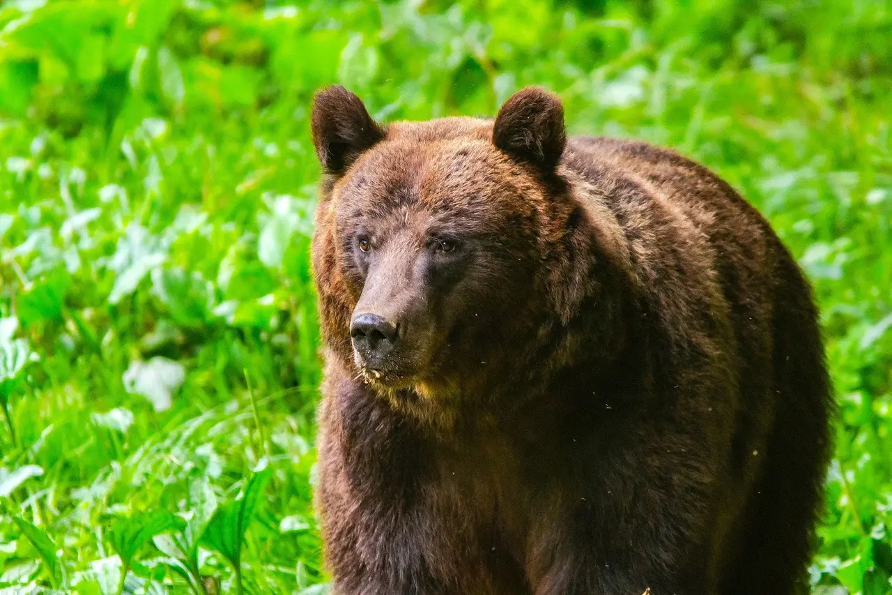 Braunbär-Porträt in den Karpaten, Rumänien — Europas größte Bärenpopulation