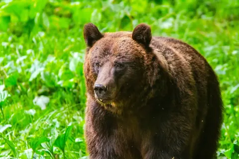 Ursus arctos — brown bear portrait in Carpathian forest