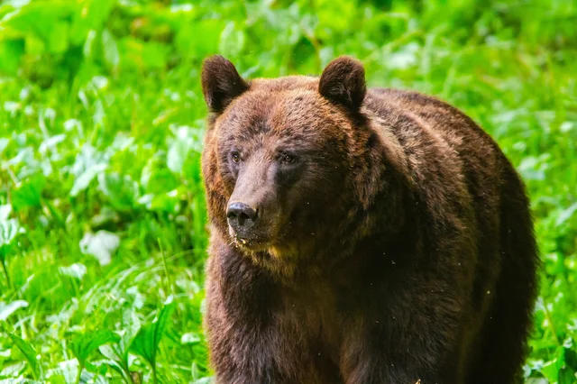 Brown bear portrait close-up in Carpathian Mountains Romania — Ursus arctos wildlife photography