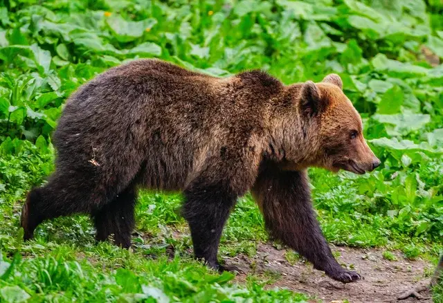 Young brown bear walking along forest path — Carpathian Mountains Romania, Ibis Tours