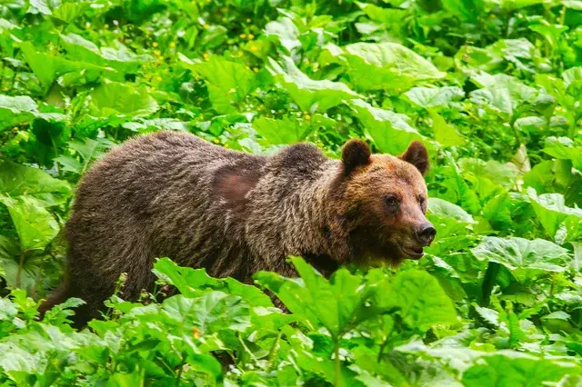 Brown bear moving through dense green vegetation — bear watching Romania Carpathians