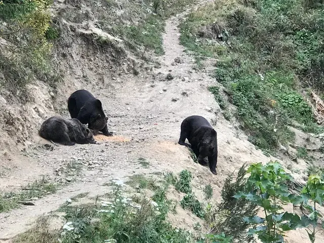 Brown bears feeding at natural supplementary feeding point seen from licensed hide — Ibis Tours Romania