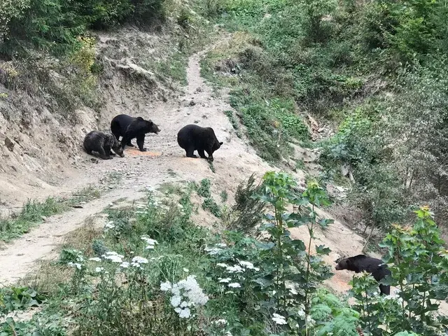 Three brown bears foraging near the hide feeding station — bear watching Romania Carpathians