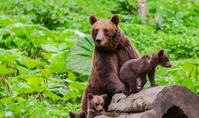 Brown bear sow with two cubs on a log in the Carpathian Mountains Romania — Ibis Tours bear watching