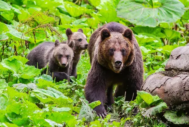 Brown bear sow with two cubs emerging through forest vegetation — Carpathian Mountains Romania