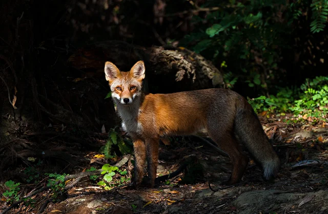 Red fox in dark Carpathian forest — Romania wildlife photography, Ibis Tours