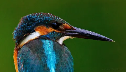 Common Kingfisher