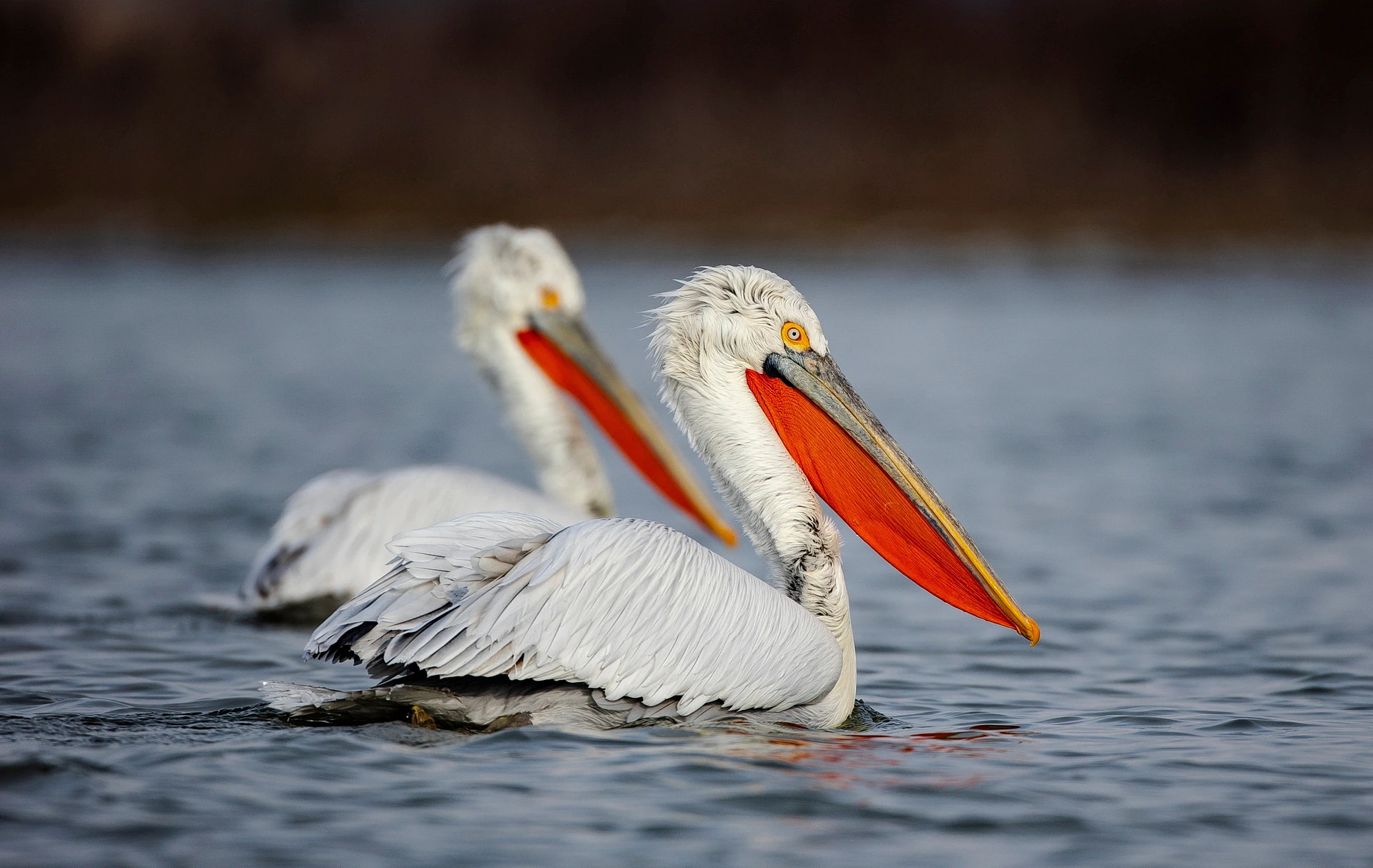 Dalmatian Pelican swimming — distinctive curly crest feathers