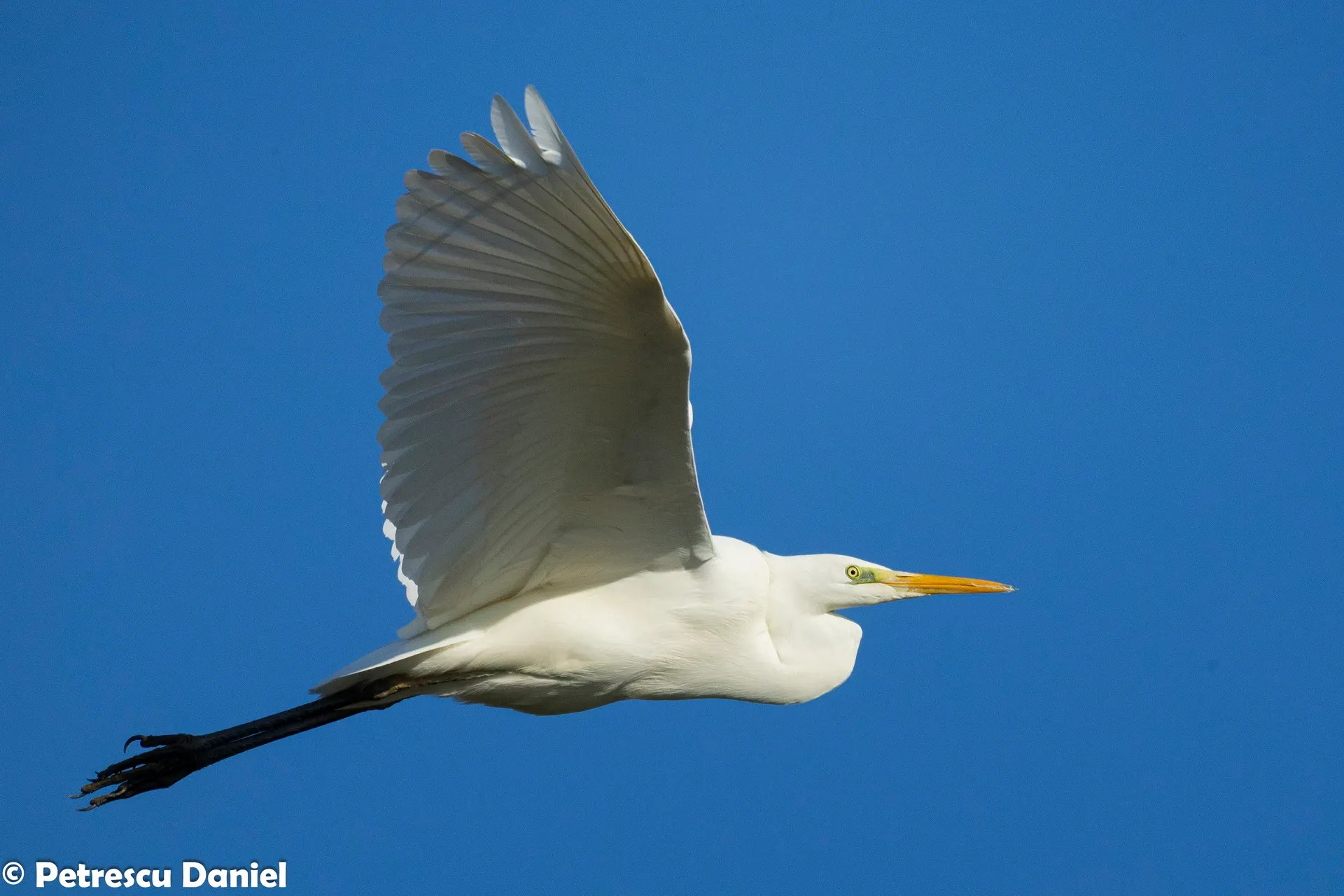 Great Egret in the Danube Delta