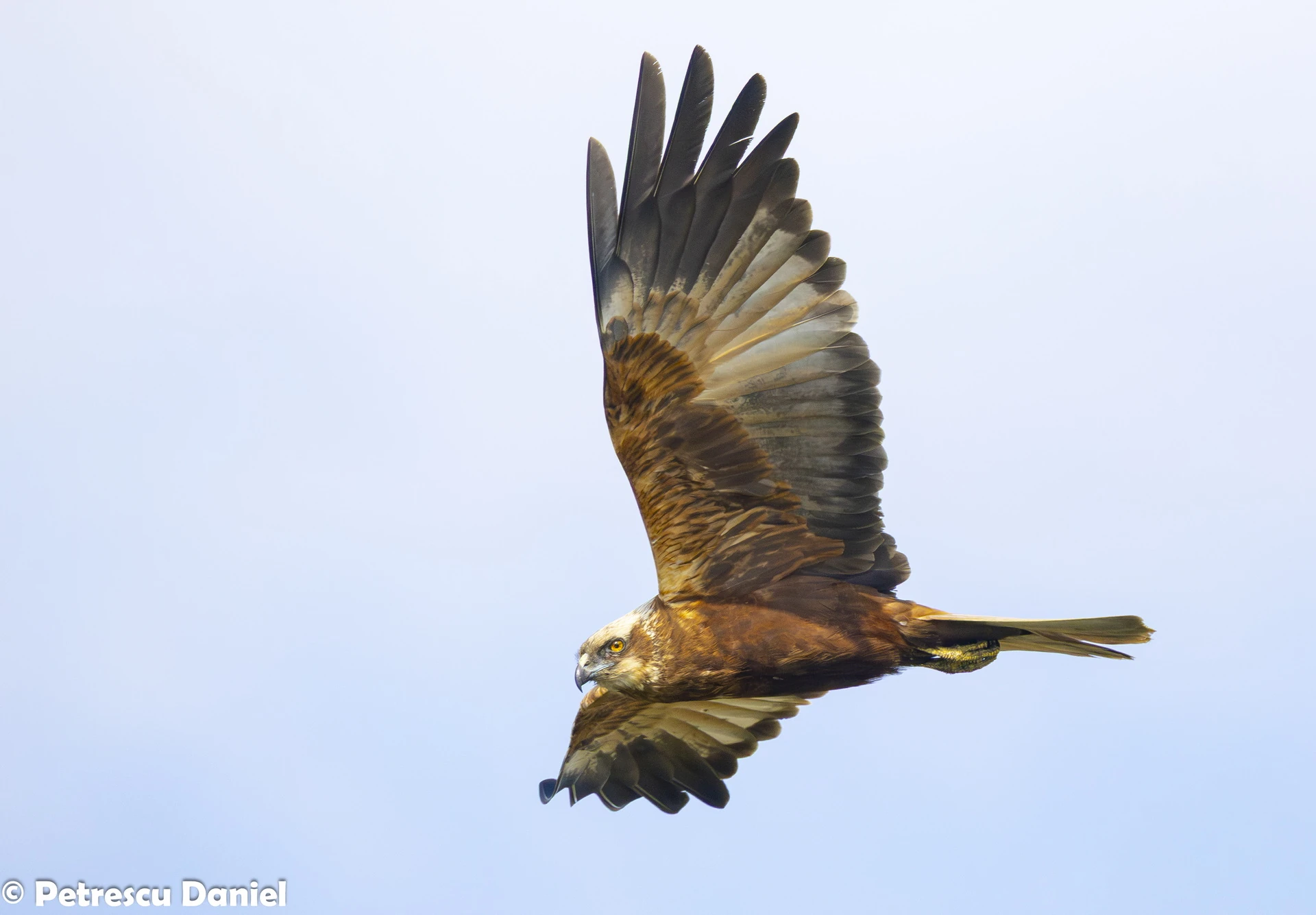 Western Marsh Harrier in flight — Danube Delta