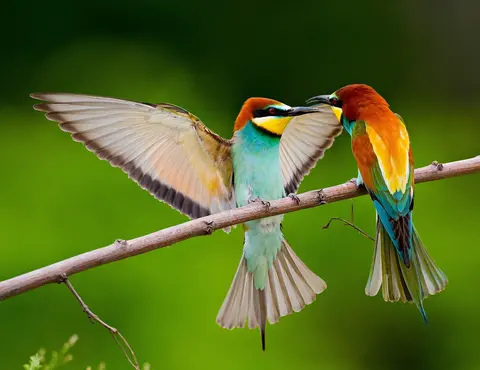 European Bee-eater
