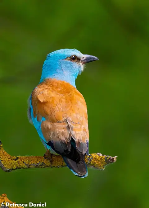 Scharrelaar op paal in de Dobroedzja-steppe