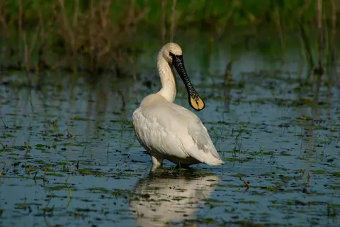 Eurasian Spoonbill