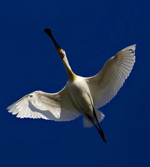 Eurasian Spoonbill