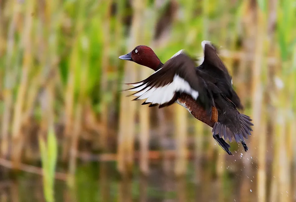 Witoogeend (Aythya nyroca) in de Donaudelta