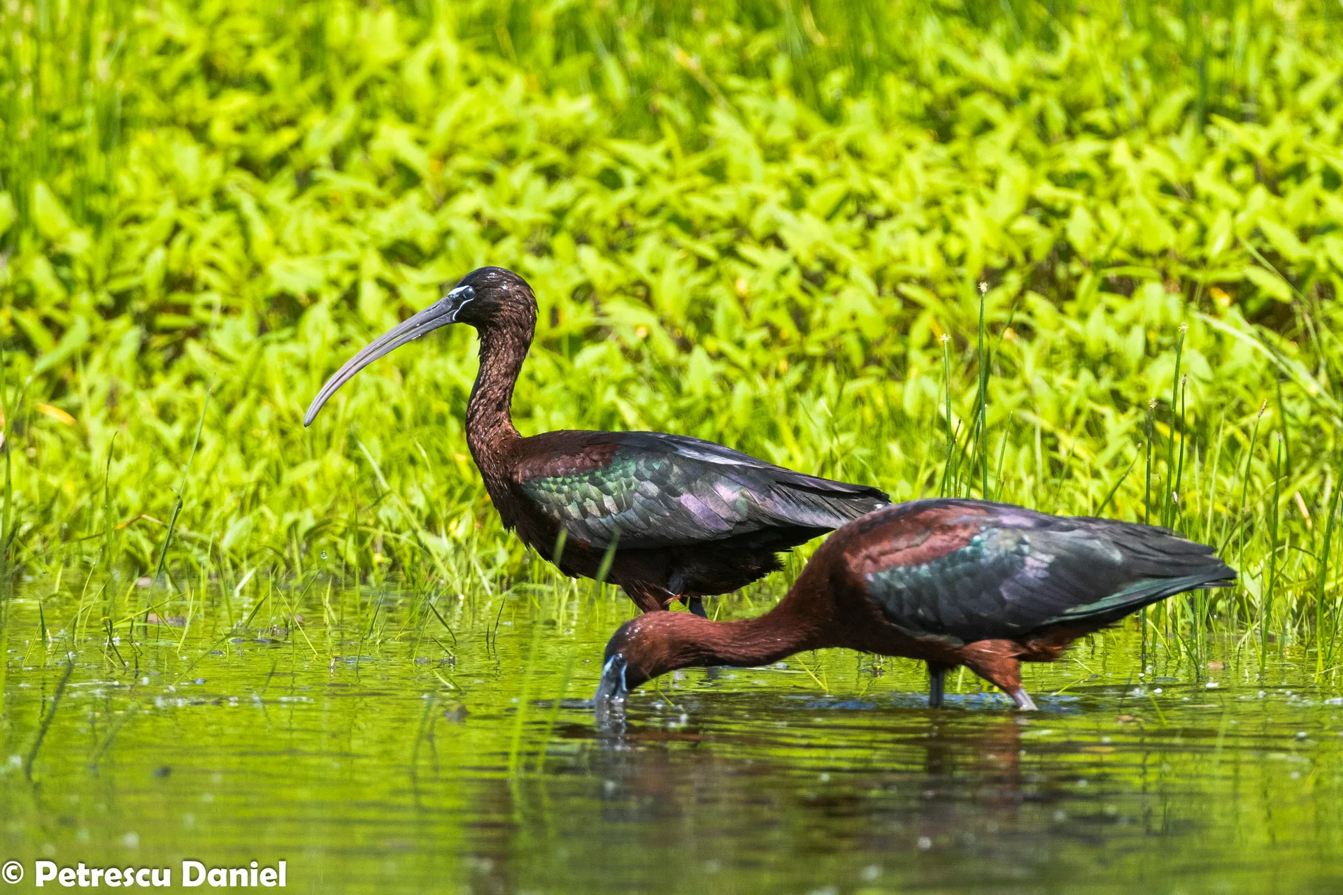 Glossy Ibis in flight — Danube Delta colony