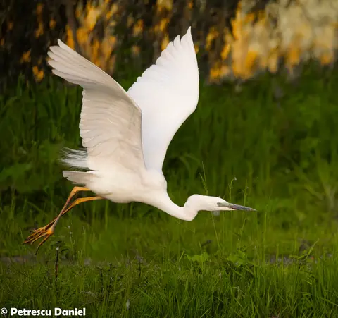 Great Egret