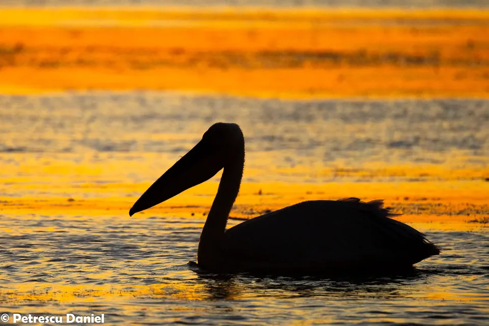 Great White Pelicans at sunrise lined up on lake — Danube Delta