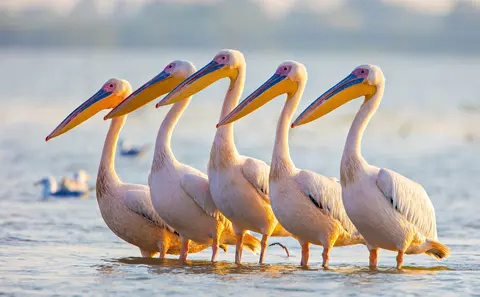 Great White Pelican