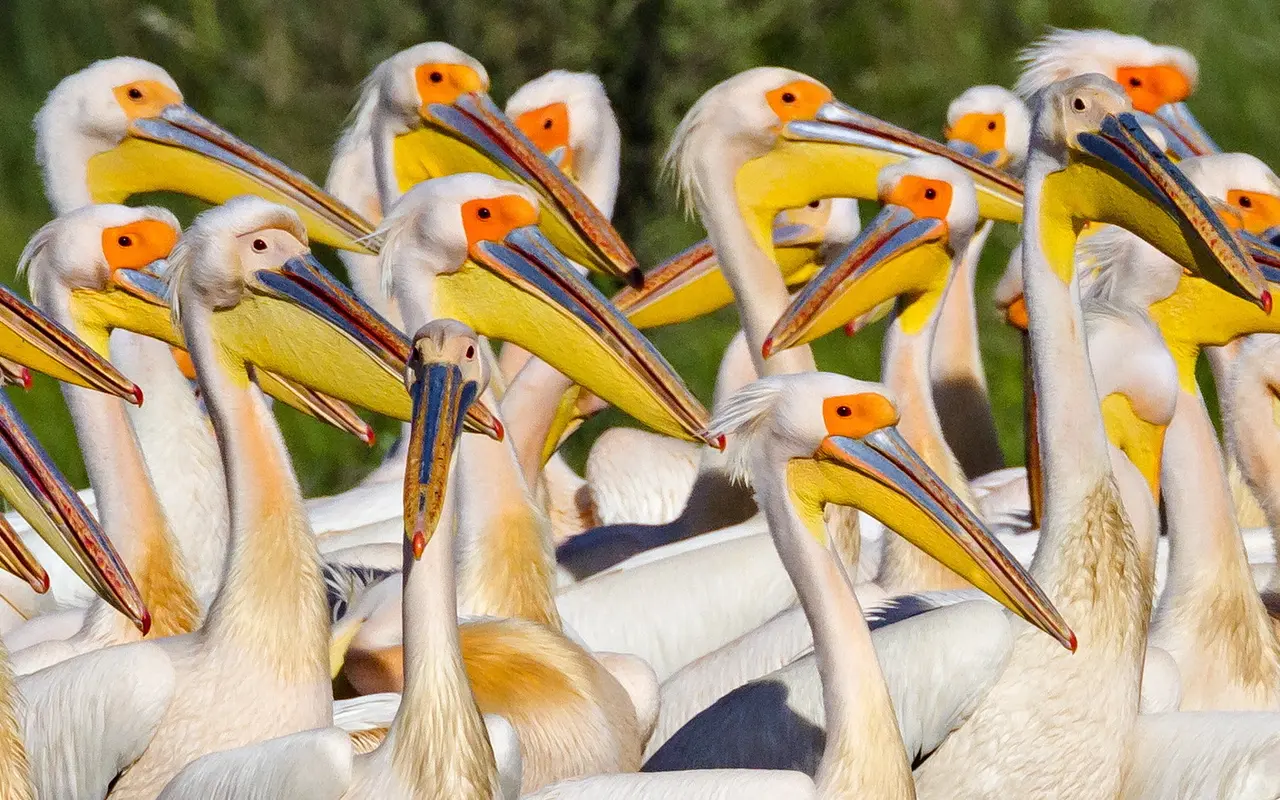 Șalupa de agrement Ibis Tours în Delta Dunării