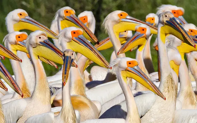Roze pelikanen kolonie in de Donaudelta — Ibis Tours hotelboot