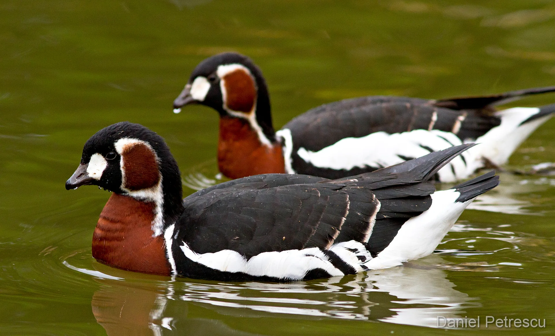 Red-breasted Goose in the Danube Delta