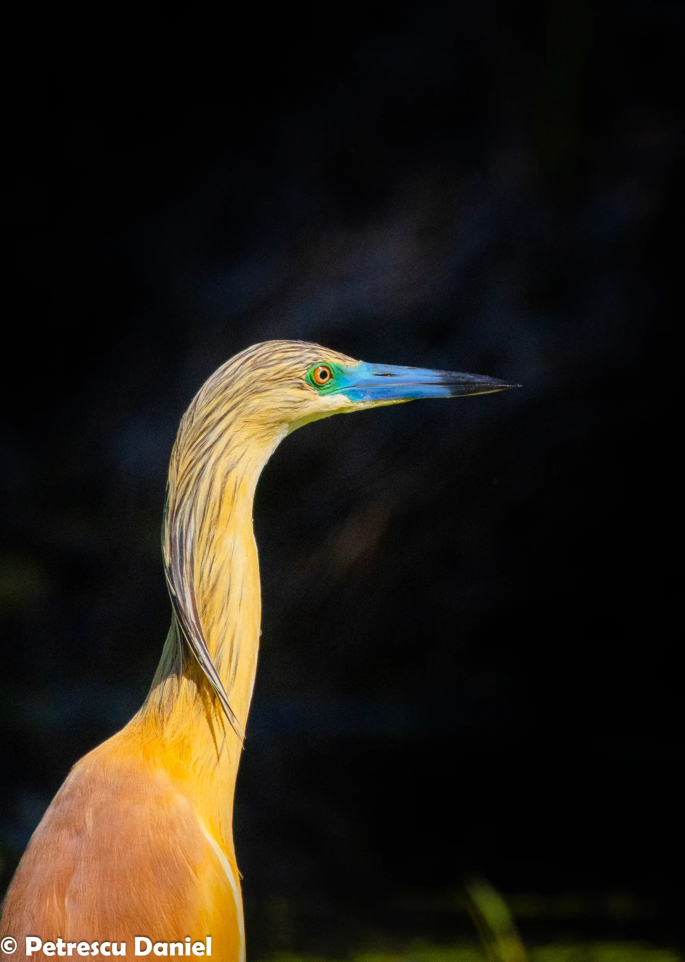 Squacco Heron breeding adult portrait showing blue bill and orange-buff crest — Danube Delta