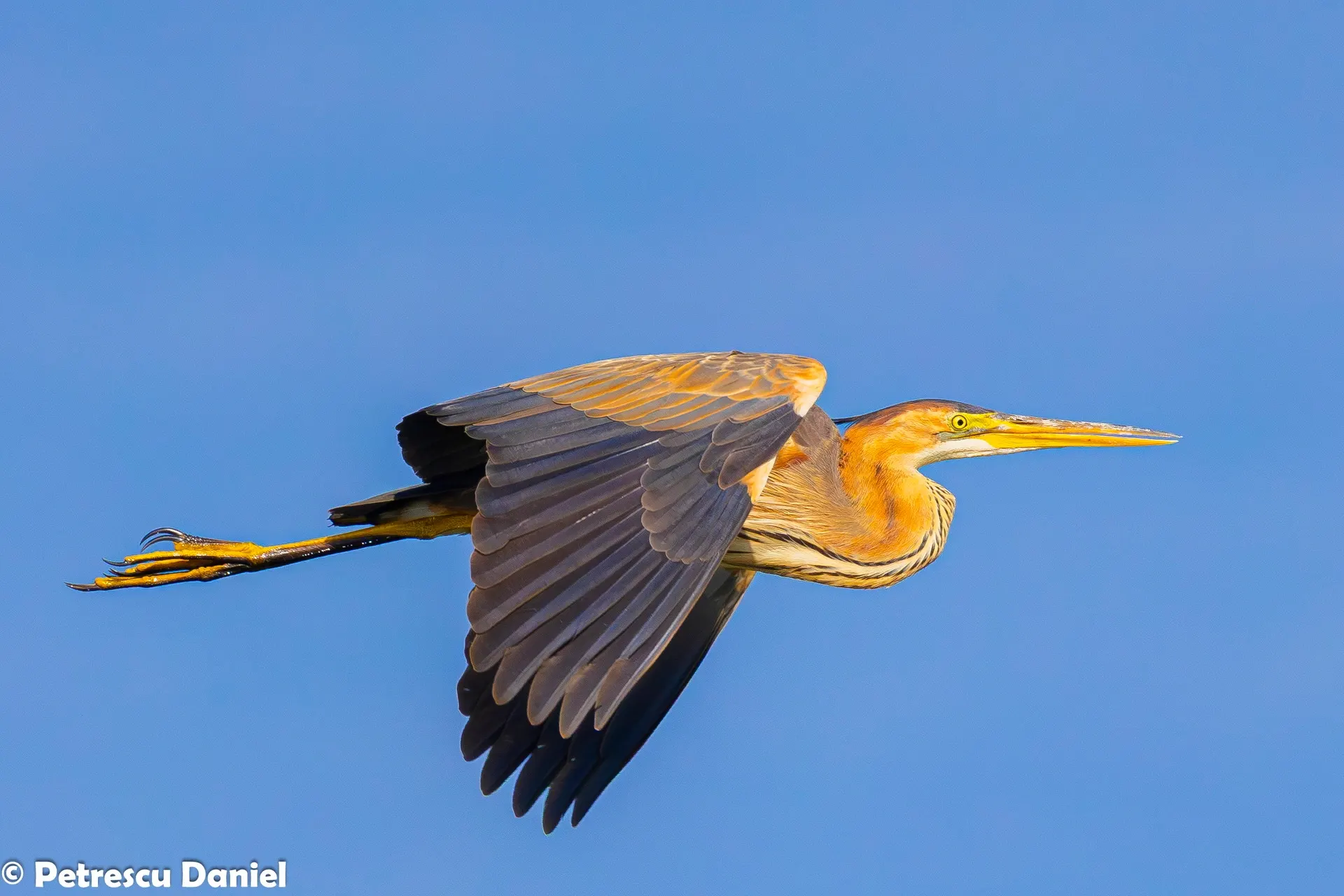Purple Heron in the Danube Delta