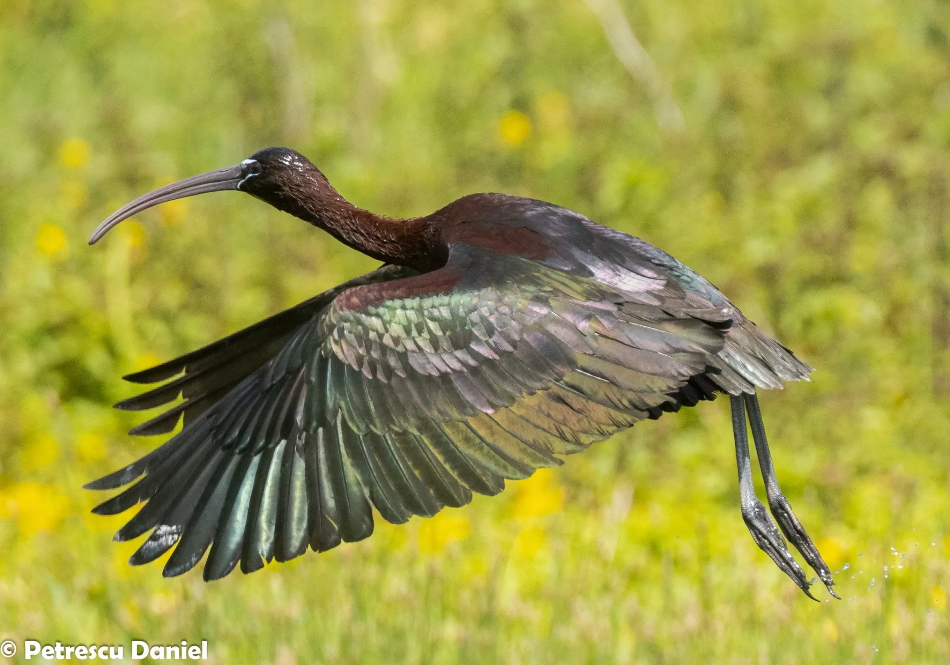 Glossy Ibis in the Danube Delta