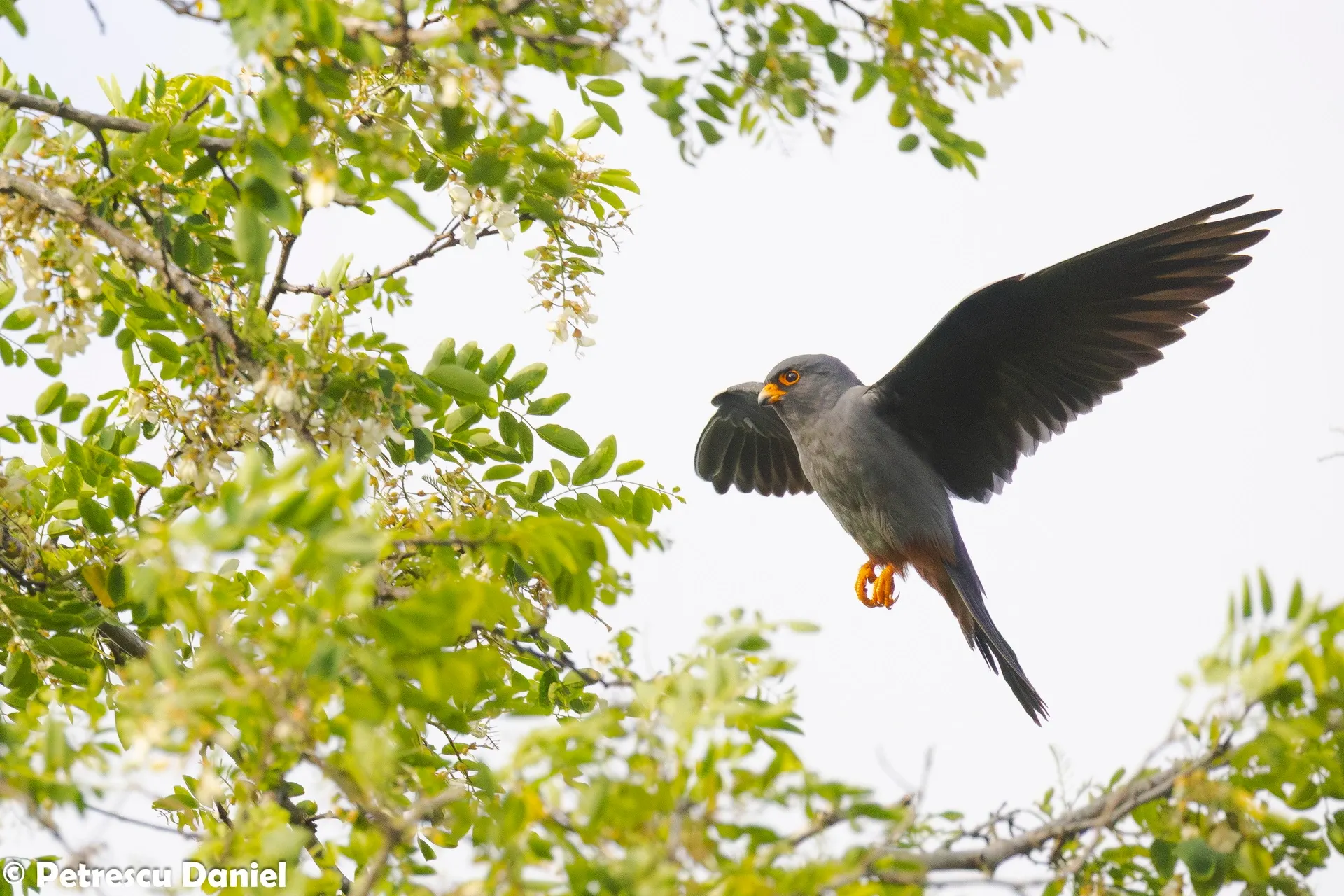 Red-footed Falcon male hovering near acacia tree