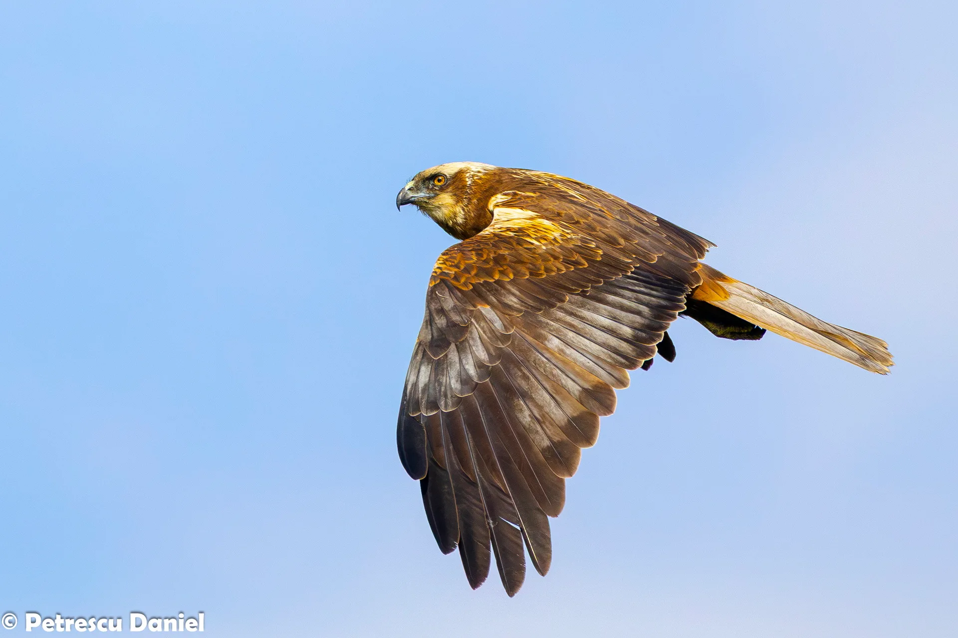 Western Marsh Harrier quartering reed bed — Danube Delta