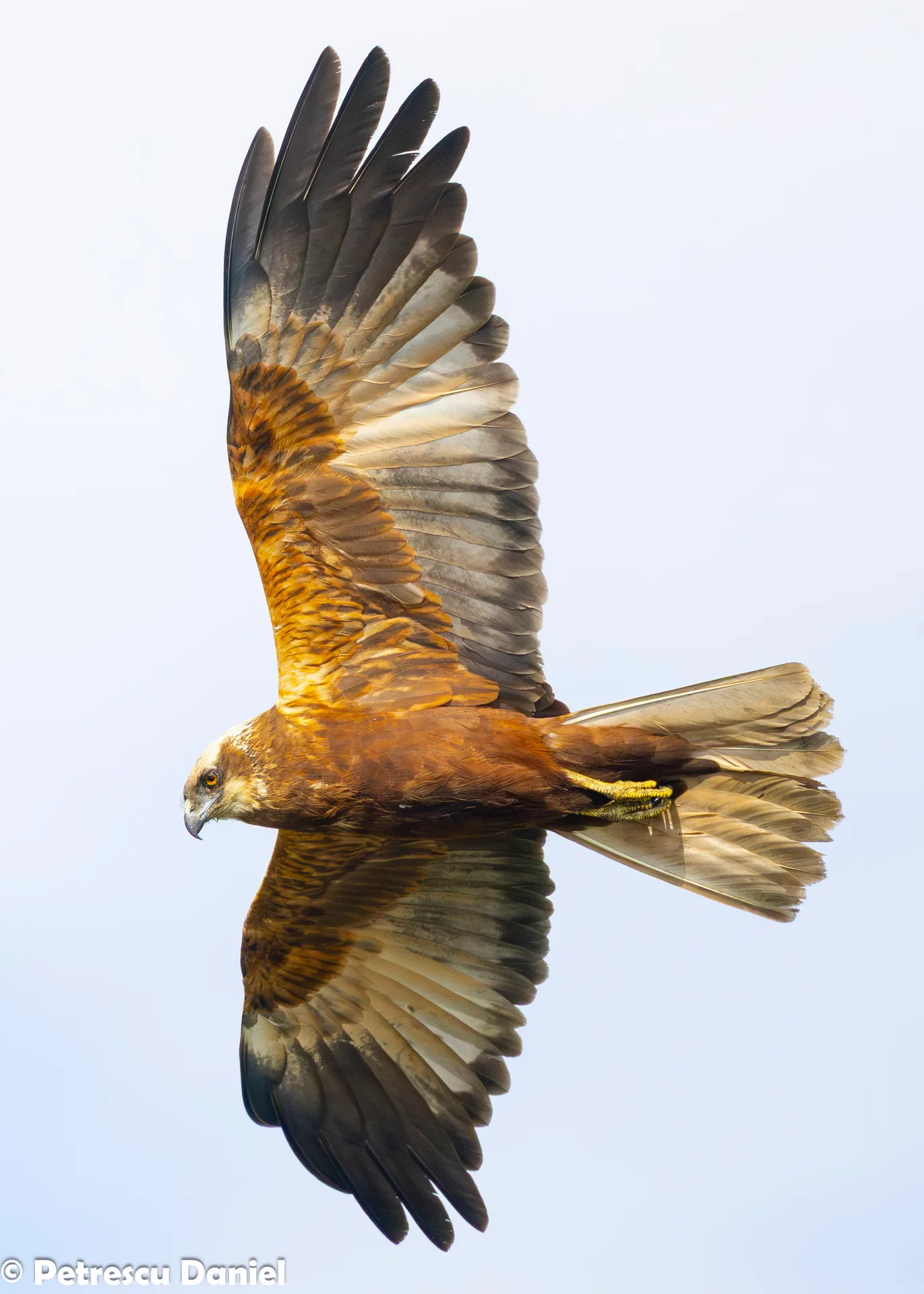 Western Marsh Harrier in flight — wing pattern detail