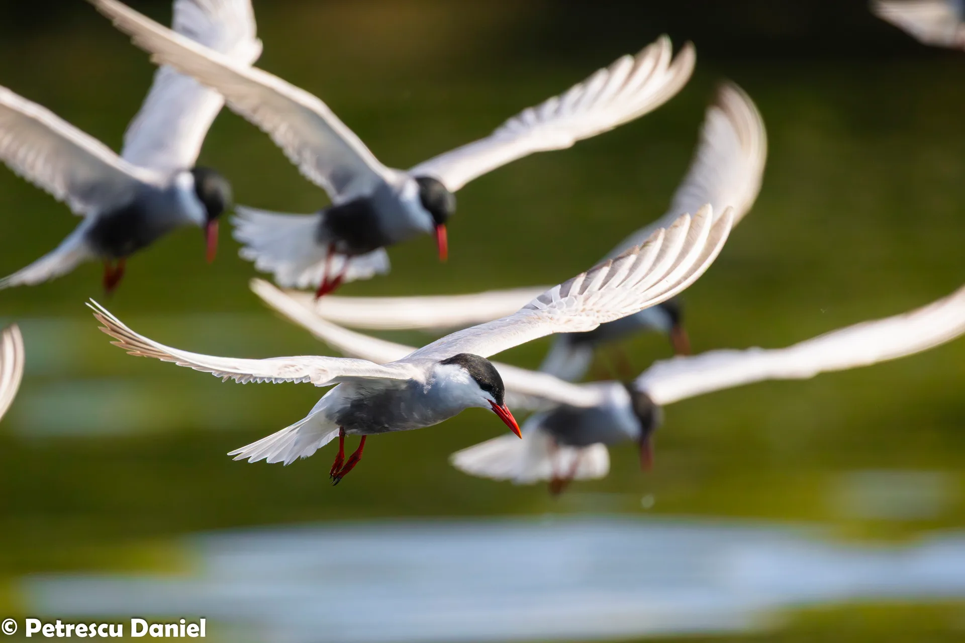 Whiskered Tern in the Danube Delta