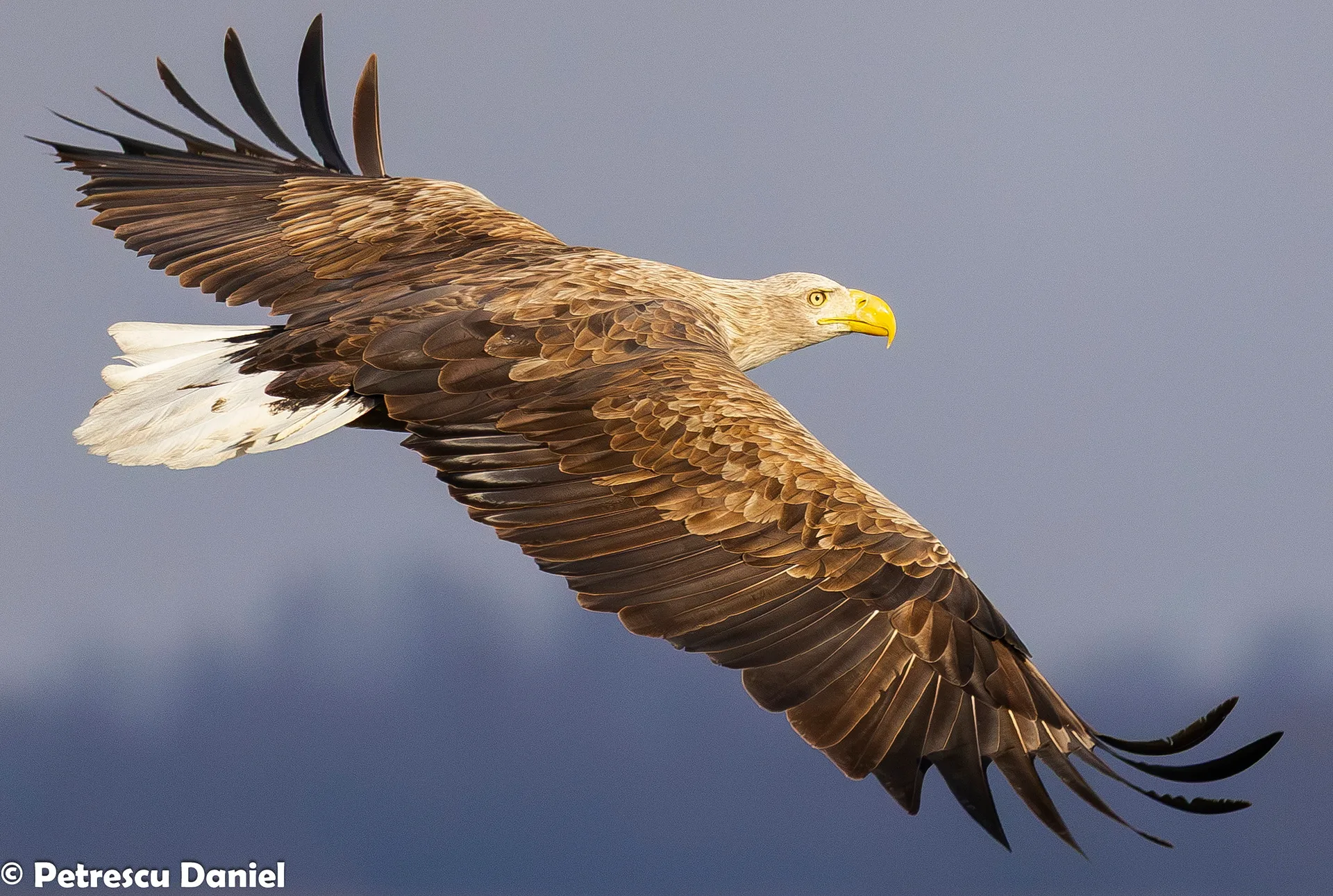 White-tailed Eagle in the Danube Delta
