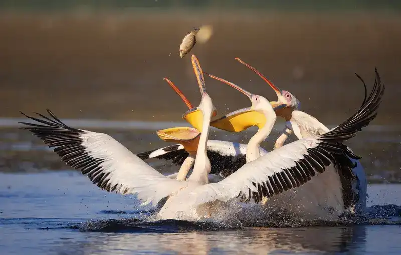 Vogel- en berenreis door Donaudelta en Karpaten
